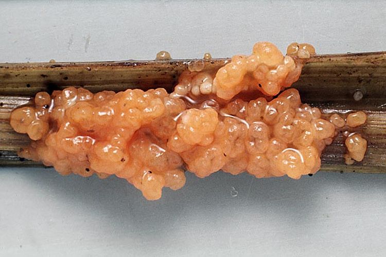 Представитель Семейства Tetragoniomycetaceae